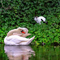 The Cat and the Swan